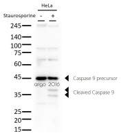 Антитела anti-Caspase 9 antibody, мышиные моноклональные, Arigobio