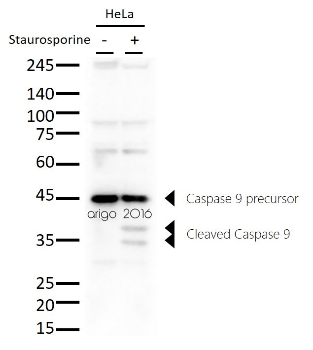 Антитела anti-Caspase 9 antibody, мышиные моноклональные, Arigobio