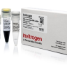 Маркер длин ДНК, Ultra Low Range, 9 фрагментов от 10 п.н. до 300 п.н., 0,5 мкг/мкл, Thermo FS