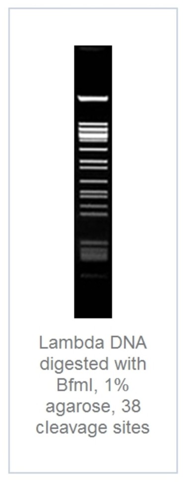 Эндонуклеаза рестрикции BfmI Fast Digest для ускоренного гидролиза ДНК, Fermentas, Thermo FS