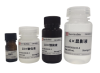 Набор Silver Stain kit for Protein, 25 реакций, Servicebio, Китай