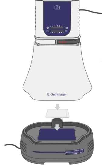 Гельдокументирующая система E-Gel Imager, 1,3 Мп, основание с синим светом 470 нм, универсальный фильтр, Thermo FS