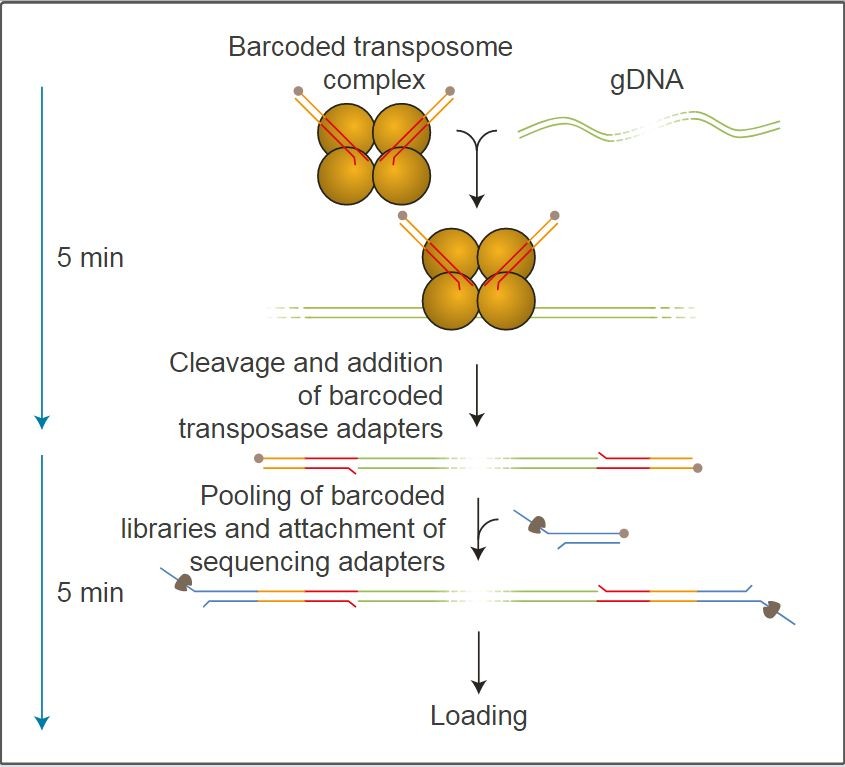 Набор для быстрого мультиплексного секвенирования ДНК, Rapid Barcoding Kit, Oxford Nanopore Technologies
