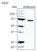 Альбумин человека, рекомбинантный белок, rhAlbumin, Россия
