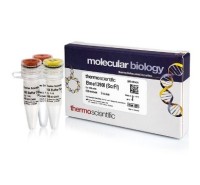 Эндонуклеаза рестрикции Bme1390I (ScrFI), 10 е.а./мкл, Fermentas, Thermo FS