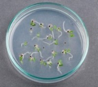 Агар для микроклонального размножения растений Plant, Диаэм