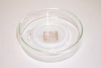 Электрод для чашки Петри, квадратный с лункой, платиновый, 20×20 мм, нижний, Nepa Gene