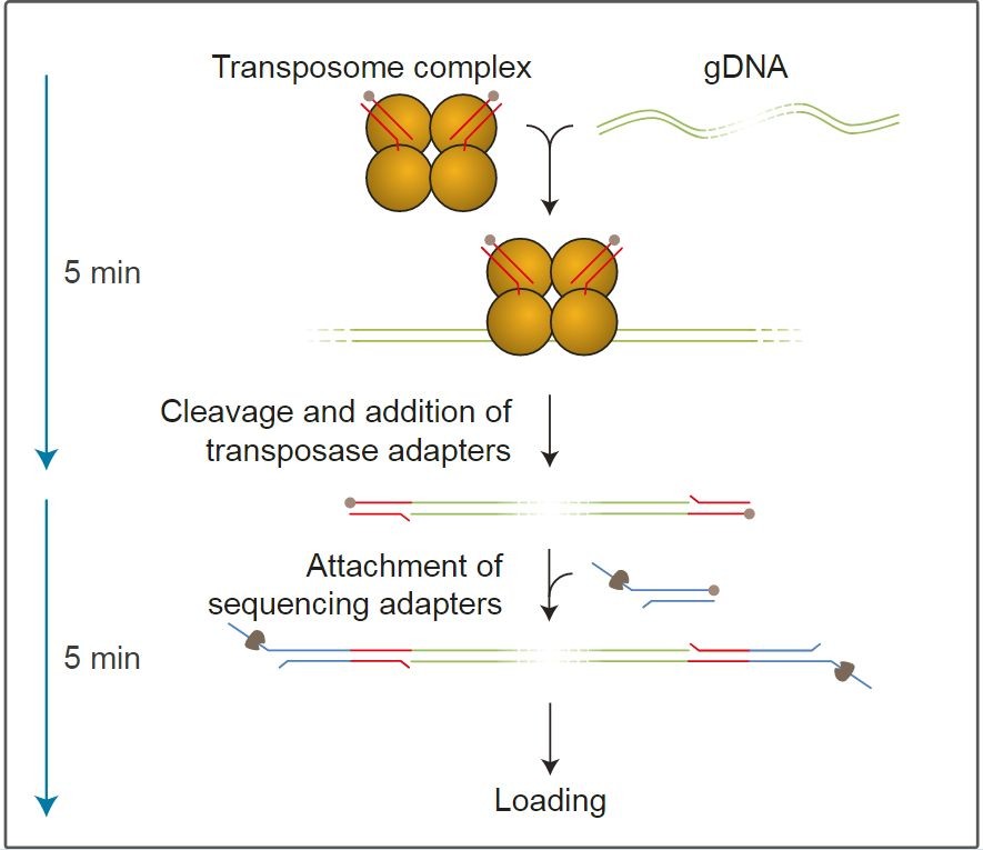 Набор для секвенирования ДНК в полевых условиях, Field Sequencing Kit, Oxford Nanopore Technologies