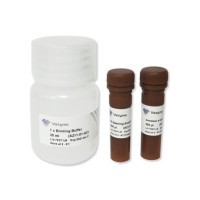 Набор для определения апоптоза Annexin V-FITC/PI Apoptosis Detection Kit A211, Vazyme, Китай