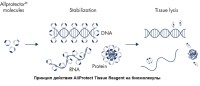 Реагент, стабилизирующий ДНК, РНК и белки в образцах животных тканей Allprotect Tissue Reagent, Qiagen