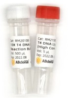 ДНК-лигаза T4, высокая концентрация, 2000 е.а./мкл, ABclonal