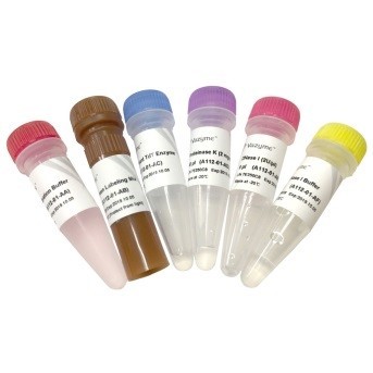 Набор для определения апоптоза TUNEL BrightGreen TUNEL BrightGreen Apoptosis Detection Kit A112, Vazyme, Китай