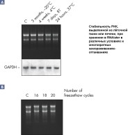 Реагент, стабилизирующий РНК в образцах животных тканей RNAlater, Qiagen