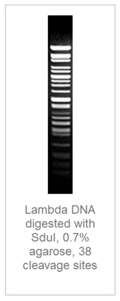 Эндонуклеаза рестрикции SduI Fast Digest для ускоренного гидролиза ДНК, Fermentas, Thermo FS