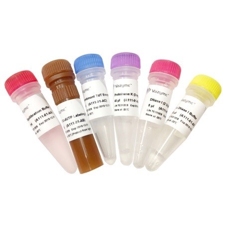 Набор для определения апоптоза TUNEL FITC TUNEL FITC Apoptosis Detection Kit A111, Vazyme, Китай