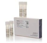 Набор стандартов секвенирования BigDye Terminator v 3.1 для капиллярных секвенаторов серии 3500, Thermo FS