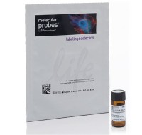 Краситель Хехст #33258, Pentahydrate (bis-Benzimide), Molecular Probes, Thermo FS