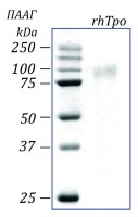 Тромбопоэтин человека, рекомбинантный белок, rhTpo, Россия