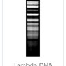 Эндонуклеаза рестрикции TaaI Fast Digest для ускоренного гидролиза ДНК, Fermentas, Thermo FS