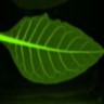 Система визуализации биолюминесценции и флуоресценции растений in vivo, Newton 7.0 BIO FT500, Vilber