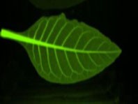 Система визуализации биолюминесценции и флуоресценции растений in vivo, Newton 7.0 BIO FT500, Vilber