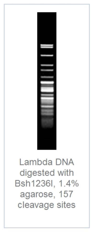 Эндонуклеаза рестрикции Bsh1236I Fast Digest для ускоренного гидролиза ДНК, Fermentas, Thermo FS