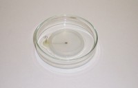 Электрод для чашки Петри, круглый с лункой, платиновый, d 3 мм, нижний, Nepa Gene