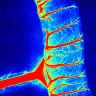 Лазерная система визуализации RFLSI III, RWD Life Science, Китай