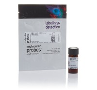 Пропидий йодид, Thermo FS