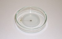 Электрод для чашки Петри, круглый с лункой, платиновый, d 5 мм, нижний, Nepa Gene