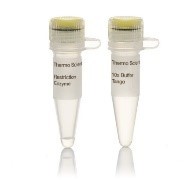Эндонуклеаза рестрикции Bsp119I, 10 е.а./мкл, Fermentas, Thermo FS