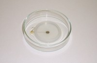 Электрод для чашки Петри, круглый с лункой, платиновый, d 7 мм, нижний, Nepa Gene