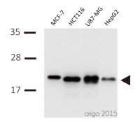 Панель антител Apoptosis Marker Antibody Duo (Bcl2, Bax), Arigobio