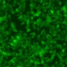 Панель антител Apoptosis Marker Antibody Duo (Bcl2, Bax), Arigobio