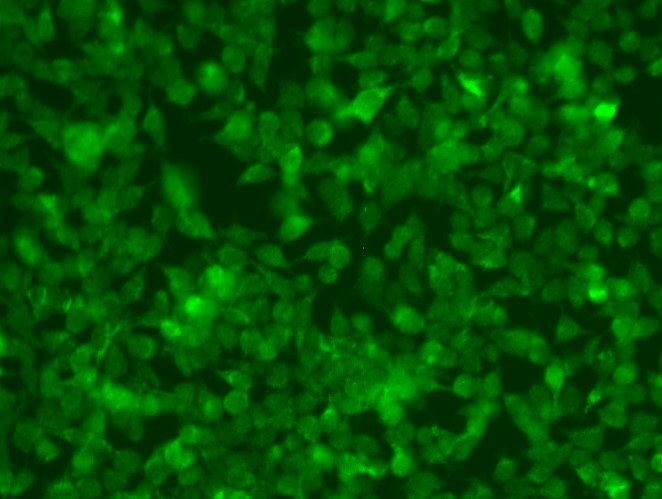 Панель антител Apoptosis Marker Antibody Duo (Bcl2, Bax), Arigobio