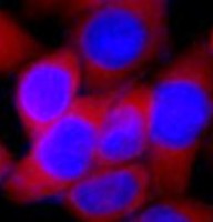 Панель антител Apoptosis Marker Antibody Duo (Bcl2, Bax), Arigobio