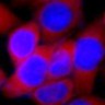 Панель антител Apoptosis Marker Antibody Duo (Bcl2, Bax), Arigobio