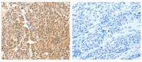 Панель антител Apoptosis Marker Antibody Duo (Bcl2, Bax), Arigobio