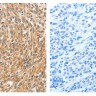 Панель антител Apoptosis Marker Antibody Duo (Bcl2, Bax), Arigobio