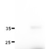 Панель антител Apoptosis Marker Antibody Duo (Bcl2, Bax), Arigobio