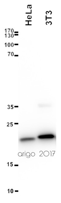 Панель антител Apoptosis Marker Antibody Duo (Bcl2, Bax), Arigobio