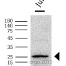 Панель антител Apoptosis Marker Antibody Duo (Bcl2, Bax), Arigobio