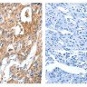 Панель антител Apoptosis Marker Antibody Duo (Bcl2, Bax), Arigobio