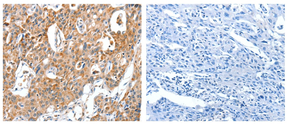 Панель антител Apoptosis Marker Antibody Duo (Bcl2, Bax), Arigobio