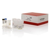 Набор для выделения ДНК, PureLink Genomic DNA Mini Kit, Thermo FS