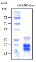 Фактор роста эндотелия сосудов-А человека, изоформа 189, рекомбинантный белок, rhVEGF-A189, Россия