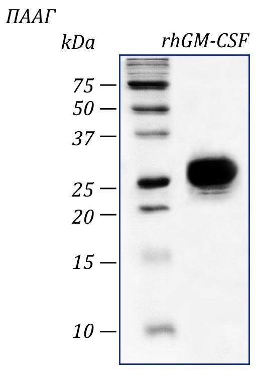 Фактор человека гранулоцитарно-макрофагальный колониестимулирующий, рекомбинантный белок, rhGM-CSF, Россия