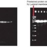Маркер хемилюминесцентный для маркировки блота Optiblot Luminol Membrane Pen, Abcam