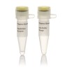 Эндонуклеаза рестрикции Bsu15I (ClaI), 10 е.а./мкл, Fermentas, Thermo FS