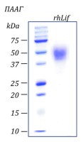 Фактор лейкемия-ингибирующий, рекомбинантный белок, rhLif, Россия